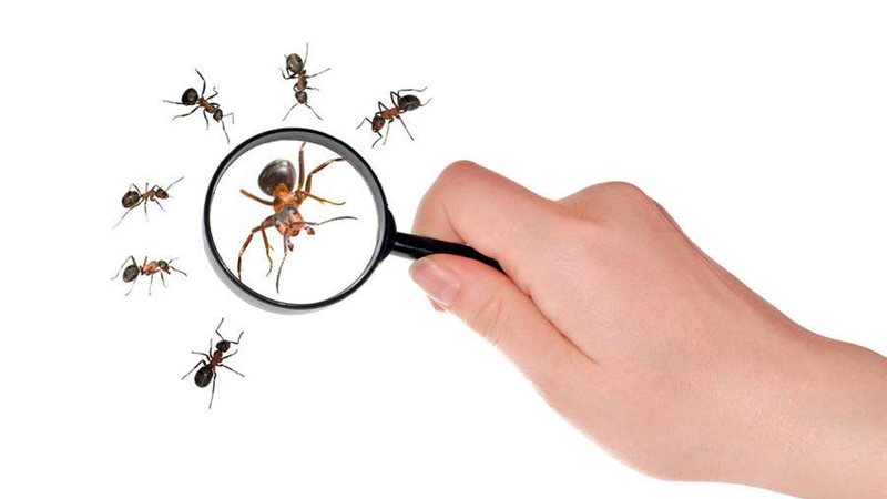 طرق للتخلص من النمل