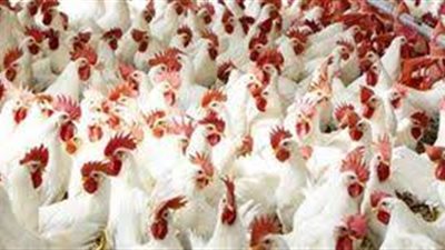  سعر البانيه والفراخ اليوم الخميس 5 أبريل 2024  في الأسواق المصرية