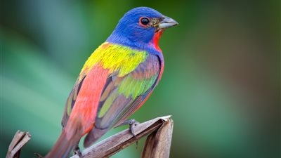  تفسير رؤية العصفور الملون في المنام وعلاقتها بزيادة المال