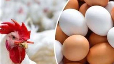  أسعار الدواجن والبيض اليوم الأحد 14 أبريل 2024 في الأسواق المصرية