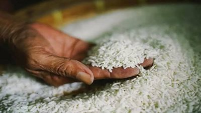 رئيس شعبة الأرز: انخفاض في أسعار الطن الواحد بقيمة 2000 جنيه 