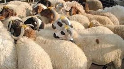 أسعار الأضاحي في مصر قبل عيد الأضحى 2024