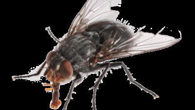 الأرصاد الجوية تكشف أسباب انتشار الذباب في هذا التوقيت ونصائح لمواجهته