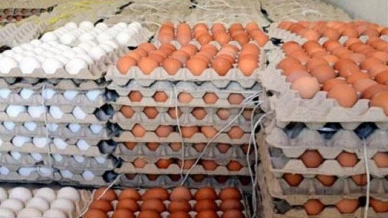 سعر البيض اليوم