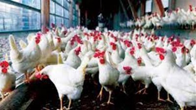 أسعار الدواجن والبيض اليوم السبت 20 أبريل 2024 في الأسواق