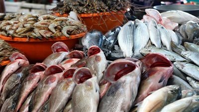 أسعار الأسماك اليوم الأحد 21-4-2024