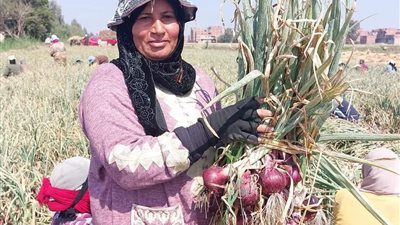 عاشت الإيد الشقيانة | الكادحات في الشرقية يتقدمن صفوف حصاد البصل 