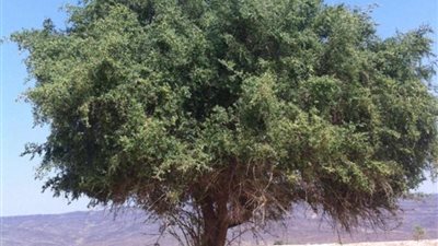 تفسير رؤية شجرة السدر في المنام «بشارة بالأخبار السعيدة»