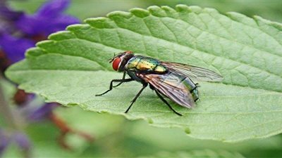 تفسير رؤية الذباب في المنام لابن سيرين