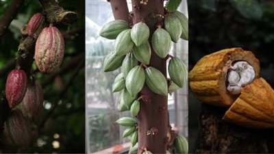 صناعة الشيكولاتة مهددة | حشرة البق تغزو أشجار الكاكاو 