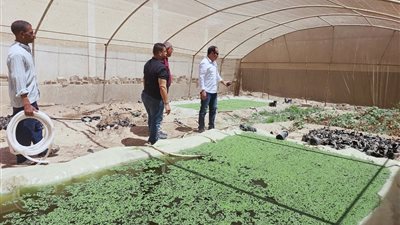 بعد نجاح تجربة «الأزولا» بجنوب سيناء.. إليك خطوات إنتاجها بالمنزل كبديل للعلف