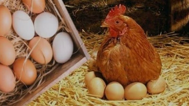 أسعار الدواجن والبيض