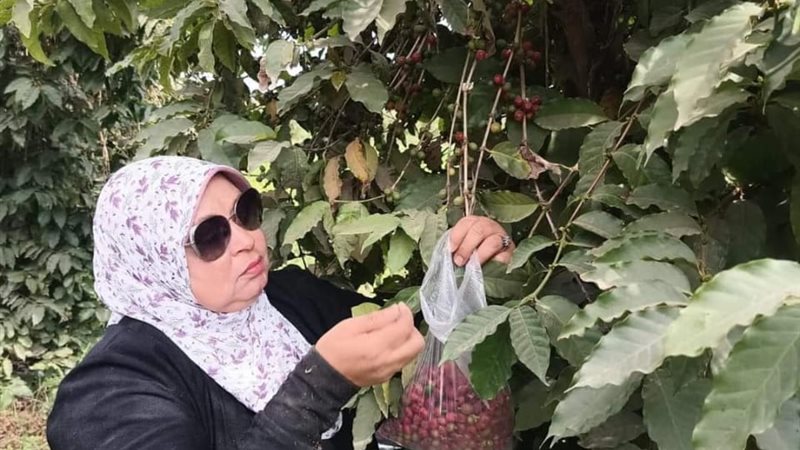 زراعة البن في مصر