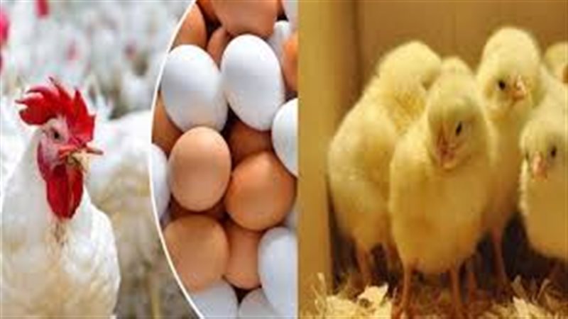 أسعار الدواجن والبيض
