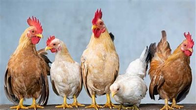أسعار الدواجن اليوم الإثنين 6-5-2024