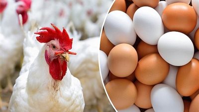  أسعار الدواجن والبيض والكتاكيت اليوم الأربعاء 8 مايو2024 في الأسواق