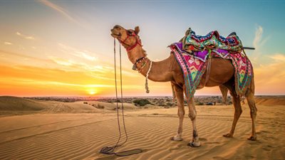 تفسير رؤية الجمل في المنام لابن سيرين