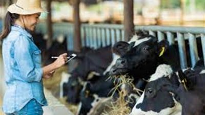 شروط الحصول على قرض البتلو من البنك الزراعي