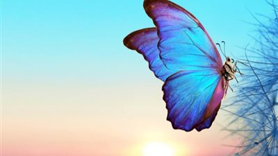 تفسير رؤية الفراشة في المنام لابن سيرين