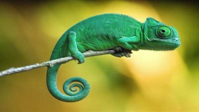 تفسير رؤية الحرباء في المنام للعزباء والمتزوجة