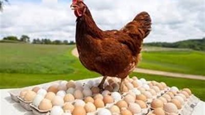 أسعار الدواجن والبيض والكتاكيت اليوم الثلاثاء 14 مايو2024 في الأسواق