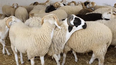 هل يجوز شراء صك الأضحية بالتقسيط؟ «الإفتاء تُجيب»