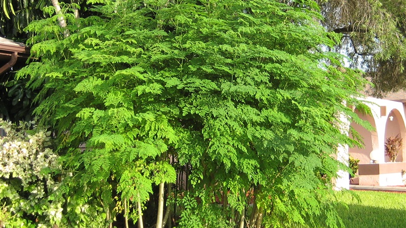 شجرة المورينجا